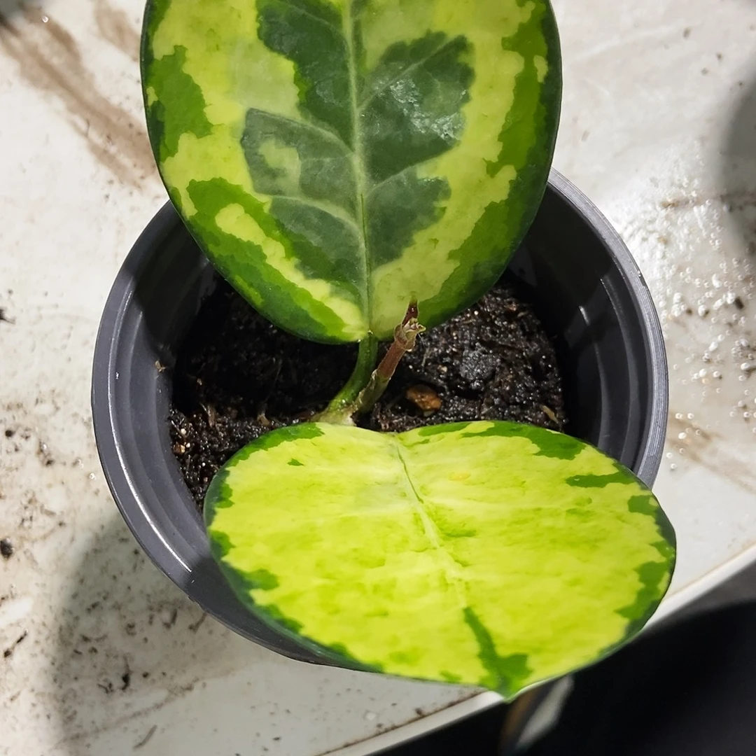 完全开放澳洲孔雀两叶带芽140