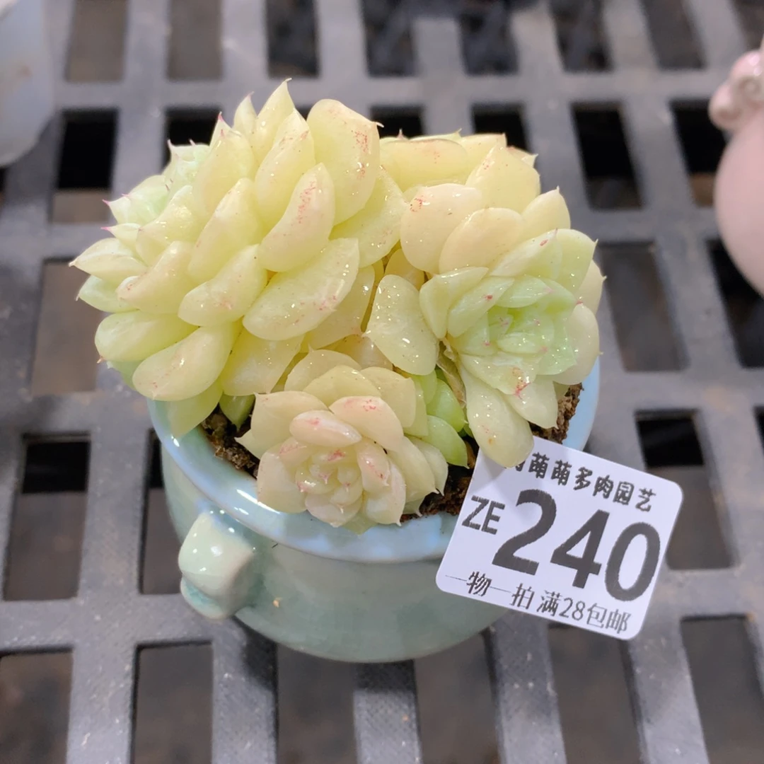 肉萌萌拇指盆精控多肉ZE240