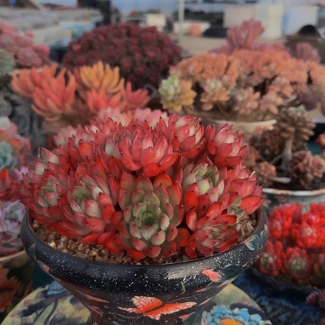 森**森415多肉发货万圣夜杂