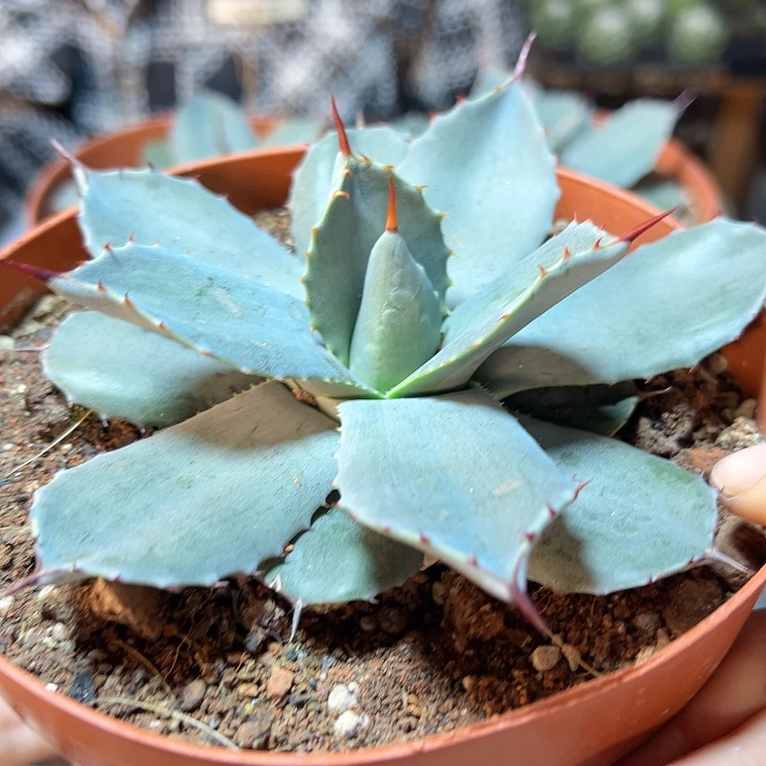 虚空藏高级灰10公分