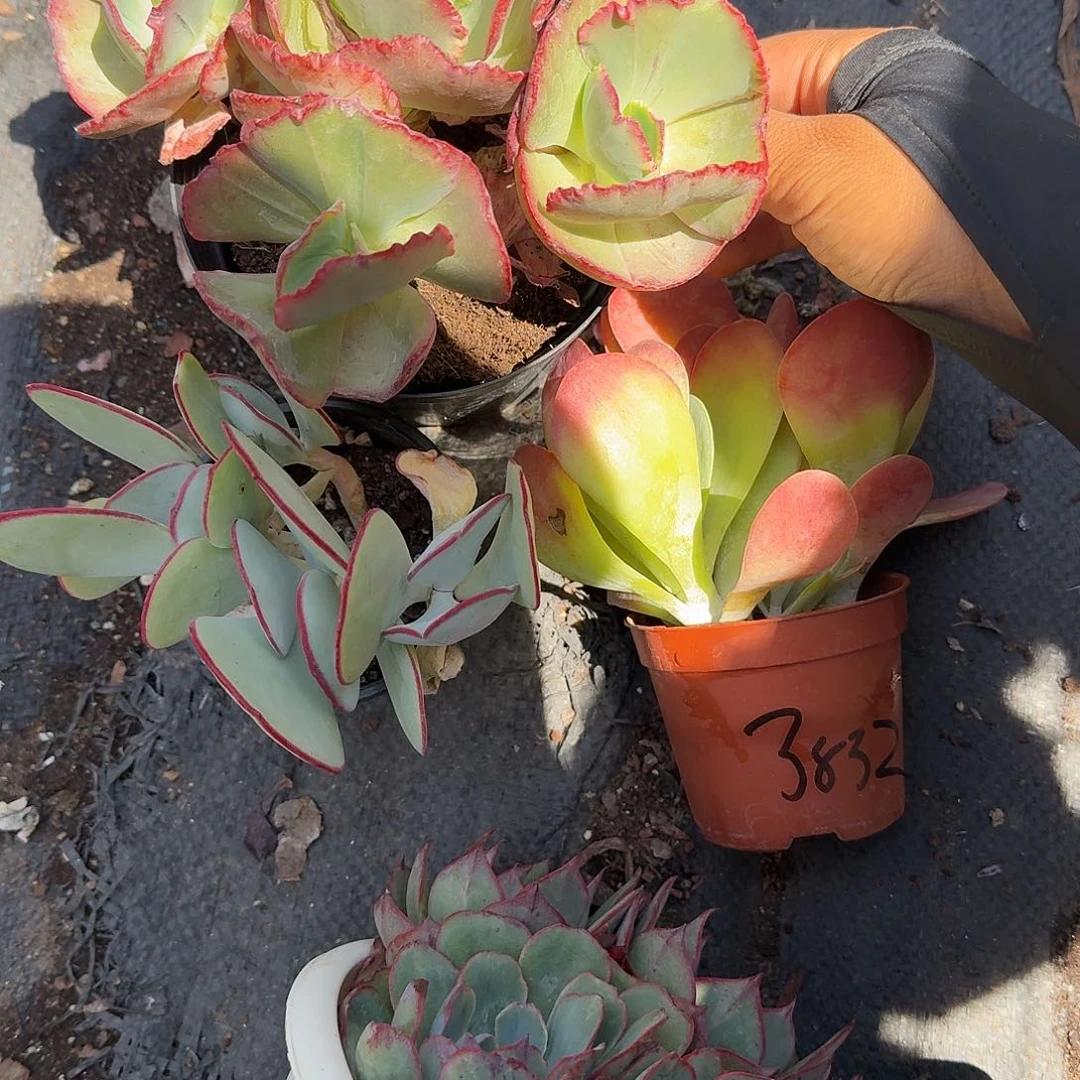 想***静唐印多肉植物警惕哦