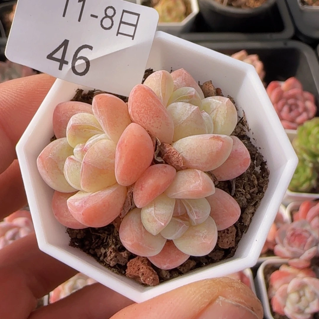 三头冰玉一颗脱土发货