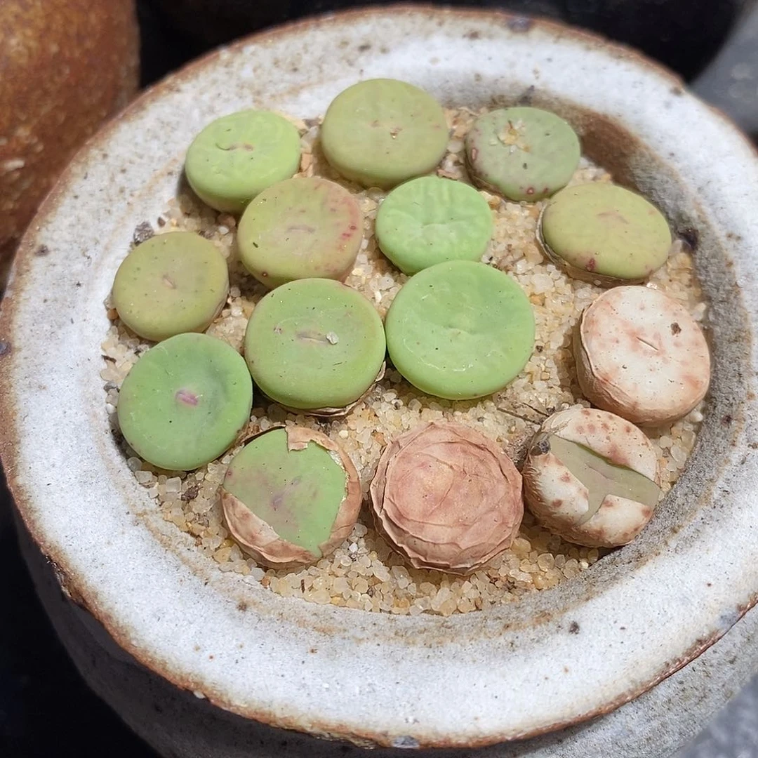 透明小红嘴一颗。