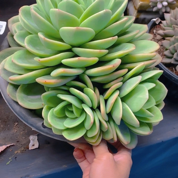 麦**?夏悅多肉 0219-108旋凤