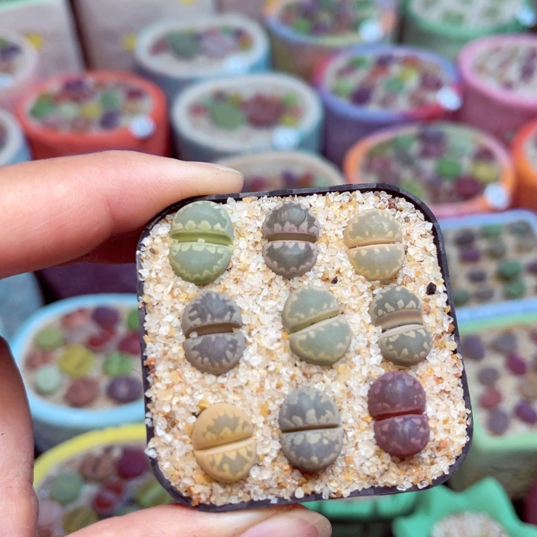 053。888888888888995666