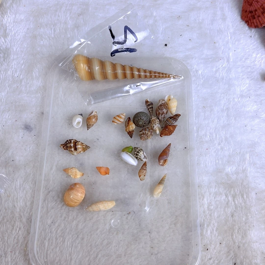 大理石磁石潜***泡天然贝壳海螺批发零售