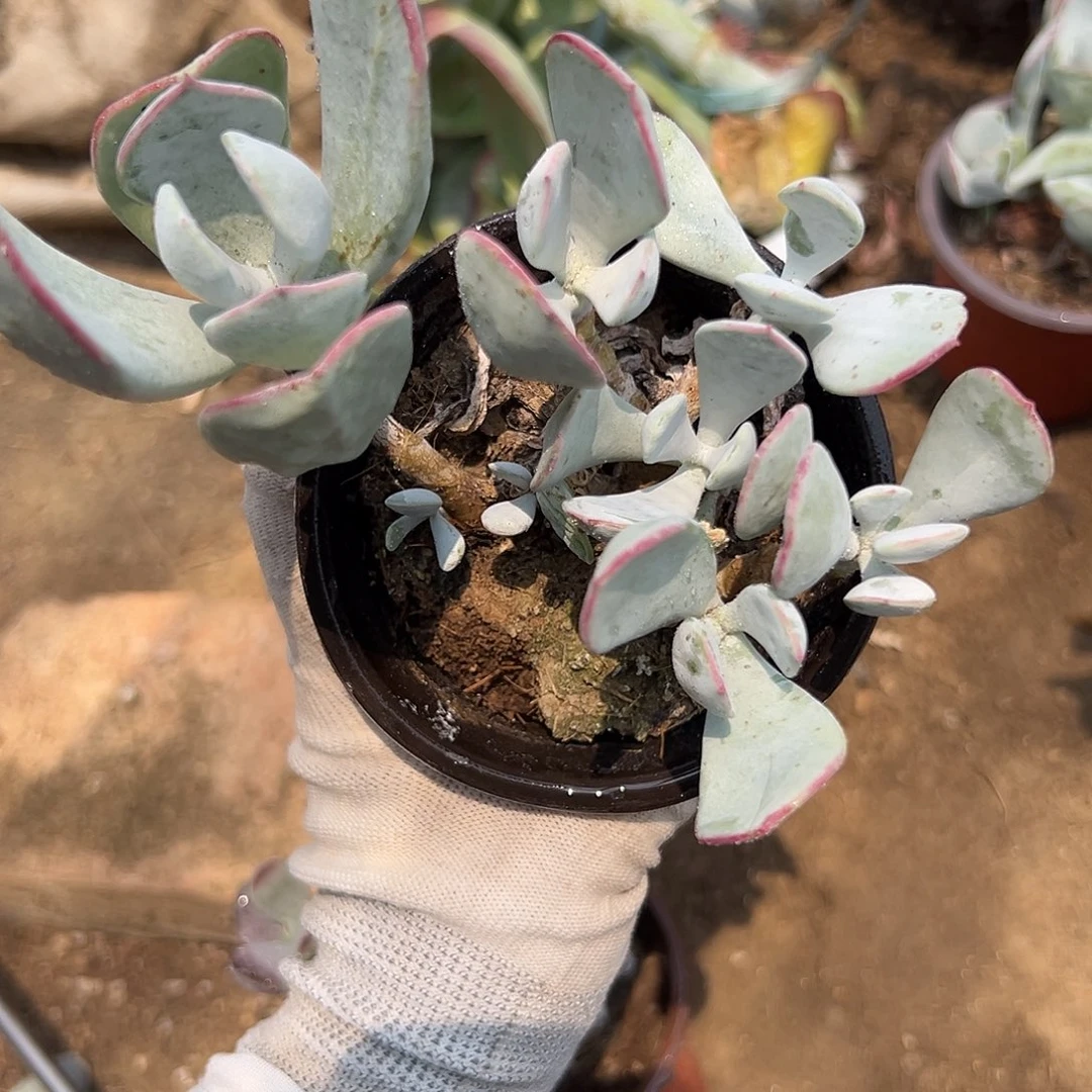 呃DVD呃呃呃呃呃呃呃呃