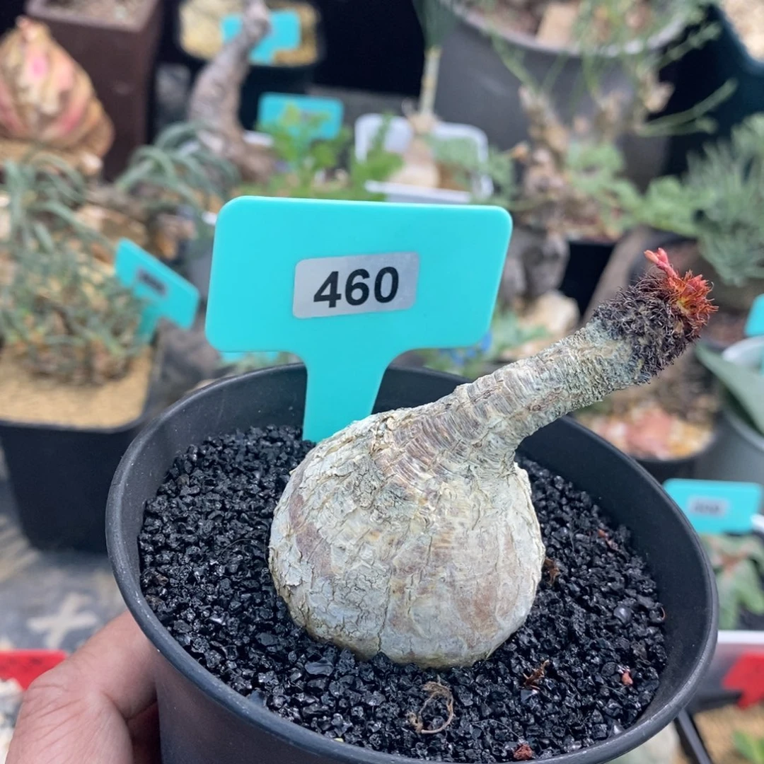 象鼻大戟产地多肉植物