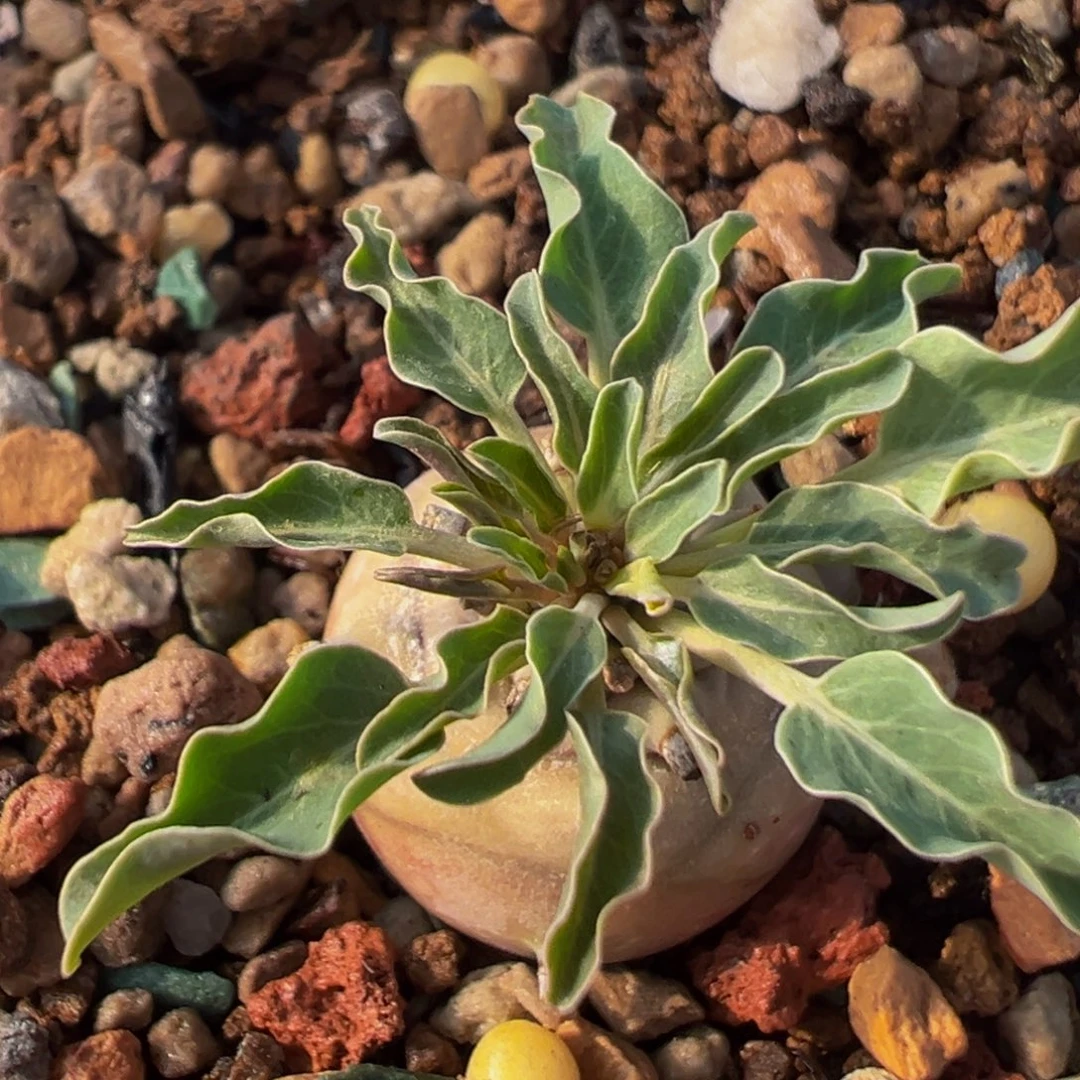 70多肉植物百科植物