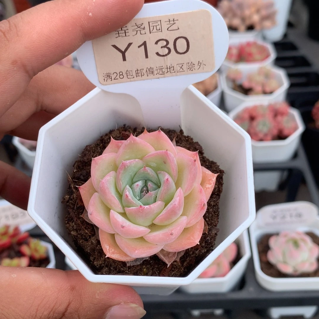 0130水晶玫瑰4.0厘米