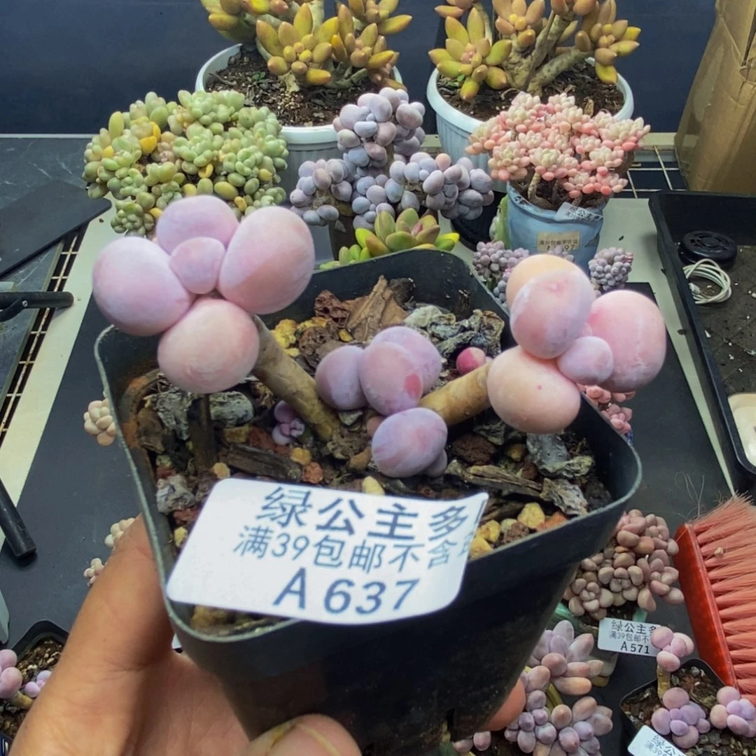 637橙奶多肉肉4c m