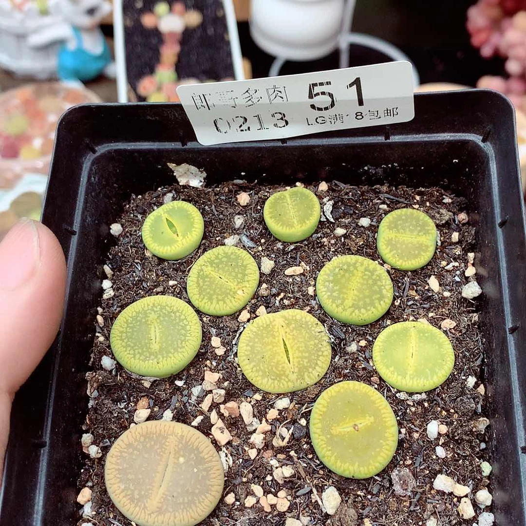 郎哥多肉生石花13-51