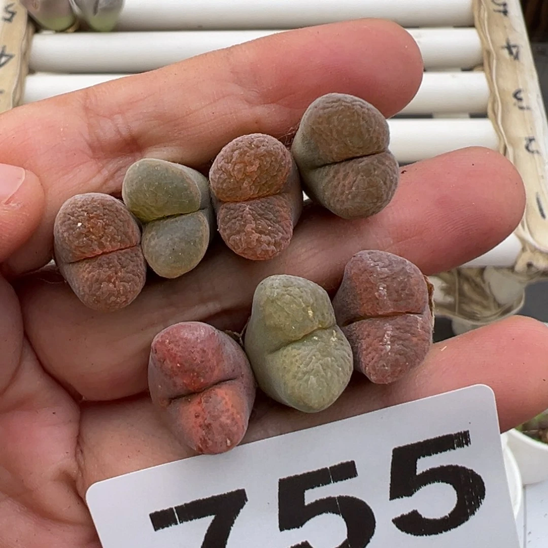 5.11好看的多肉脱土发货755