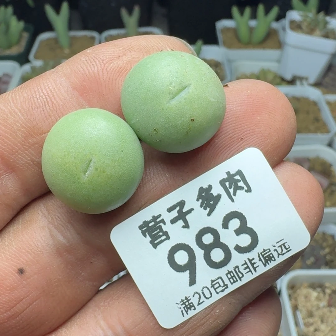 小拳拳爱心。