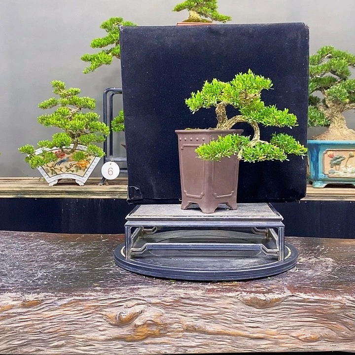 无花朵黄杨盆景四季常青