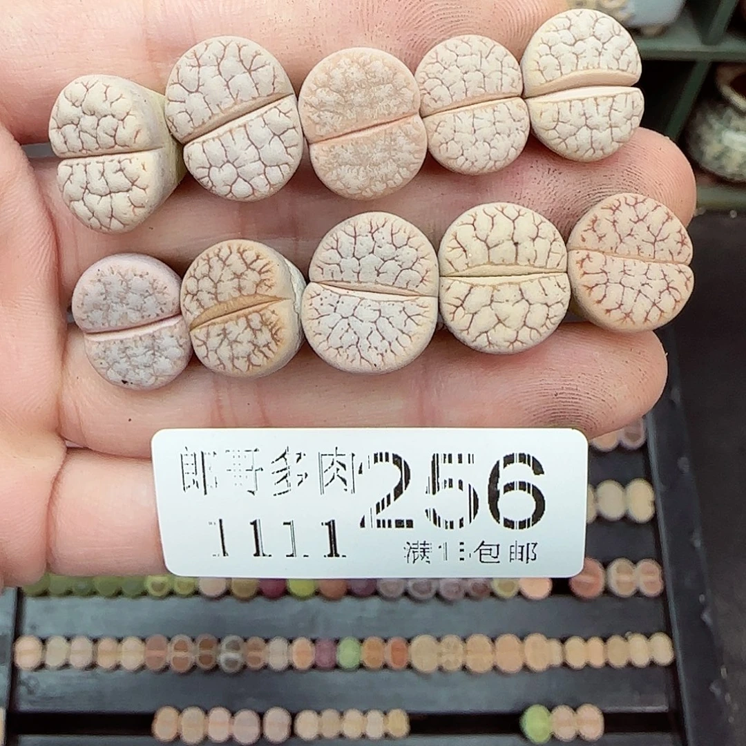 满满18包邮1111-256