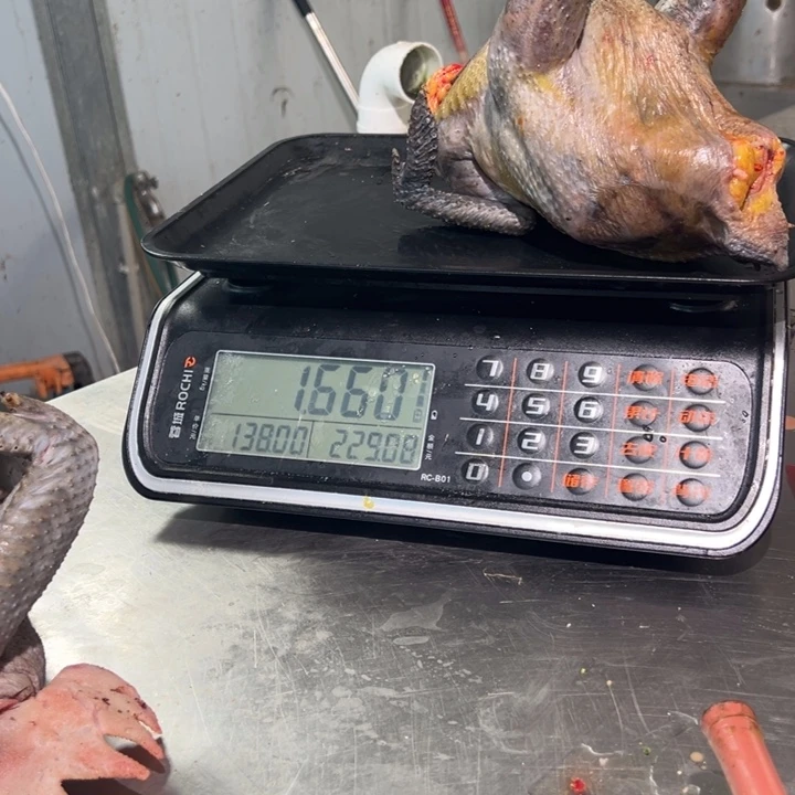 一号土鸡食用农产品中国大陆u****5
