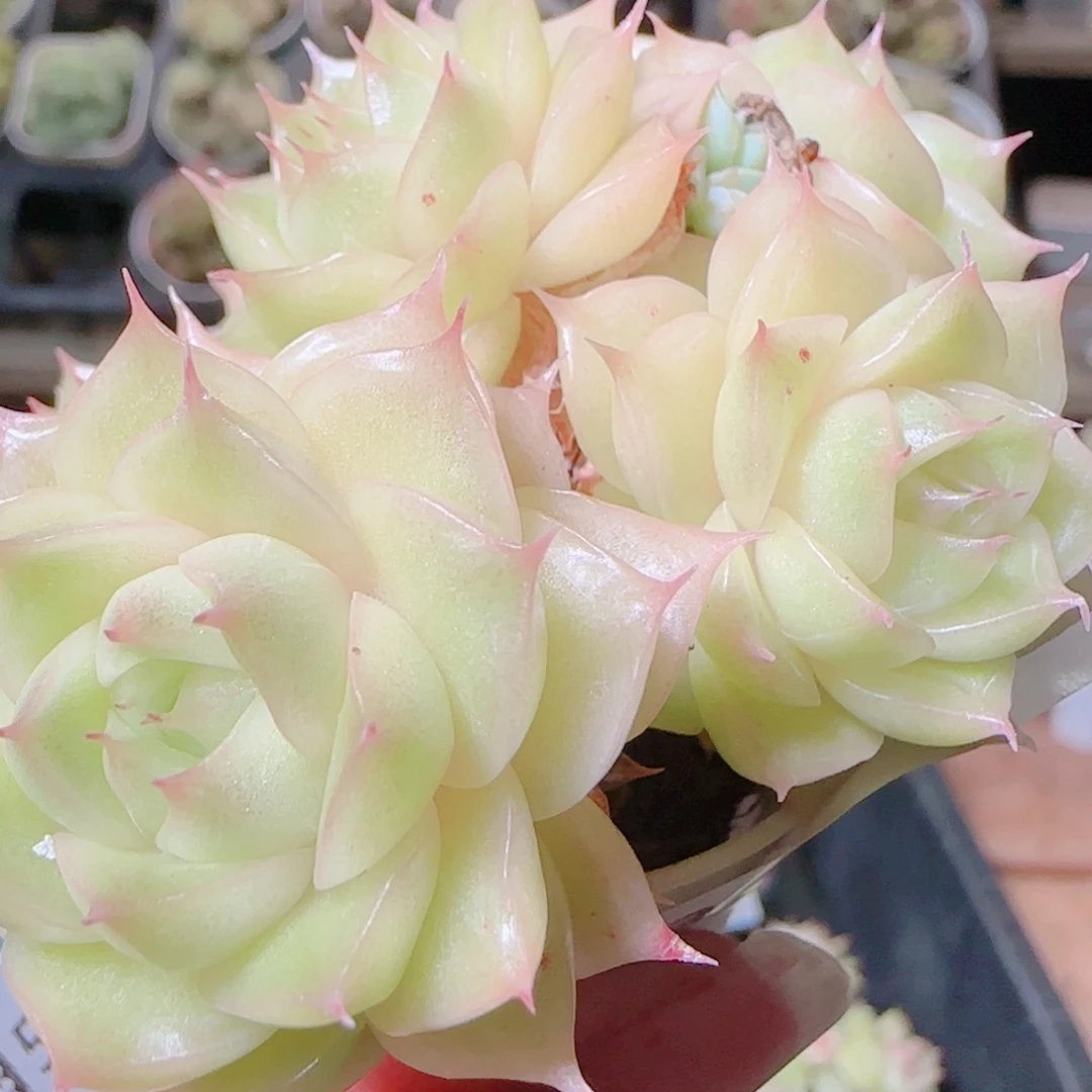 花语逸镜1105-350散