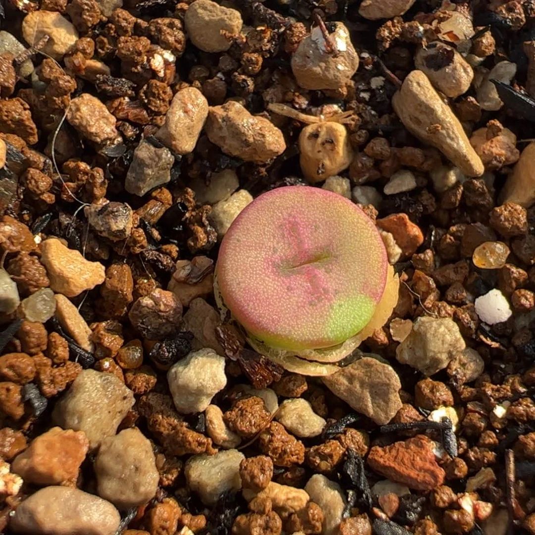 445多肉植物百科