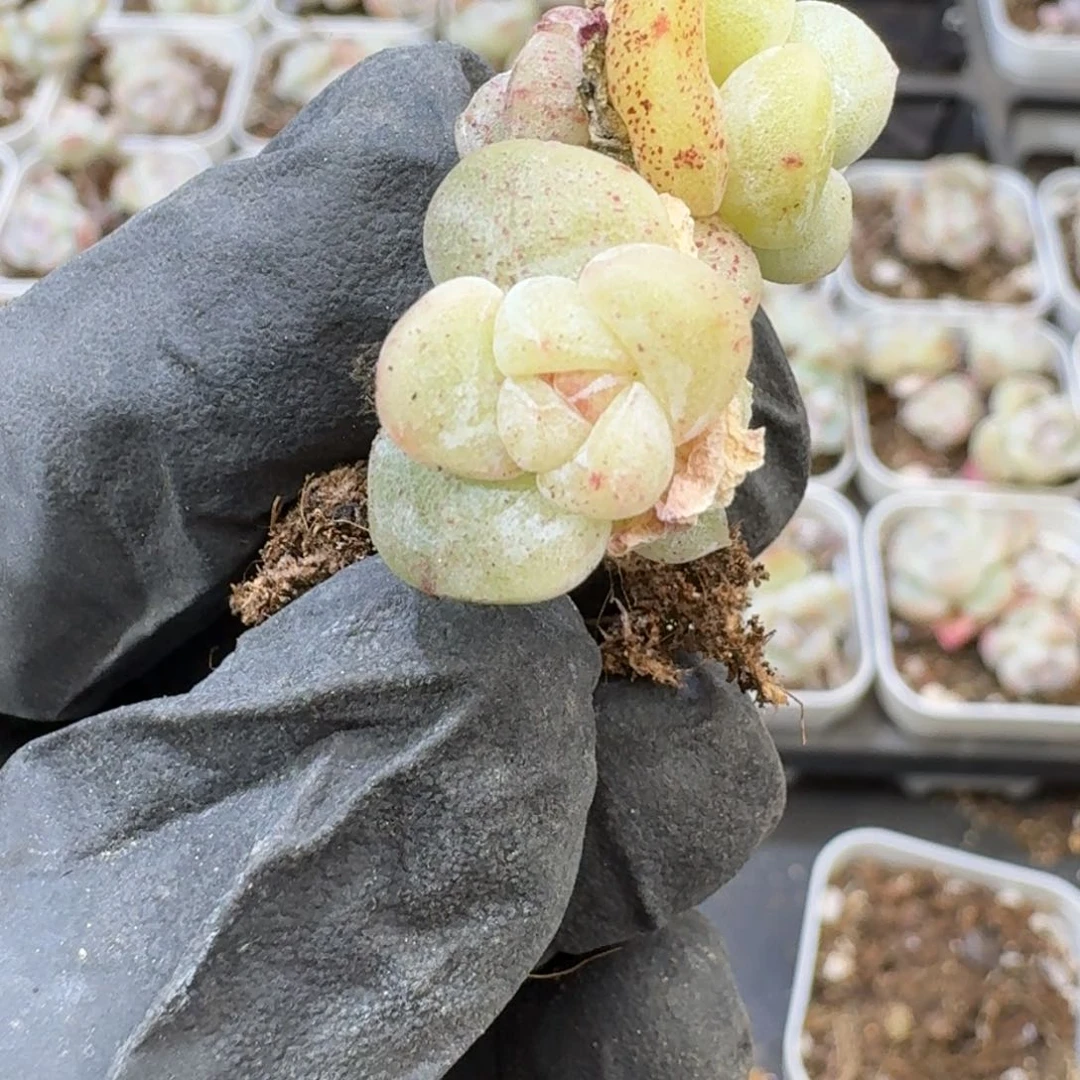 67 号到手1框江北多肉