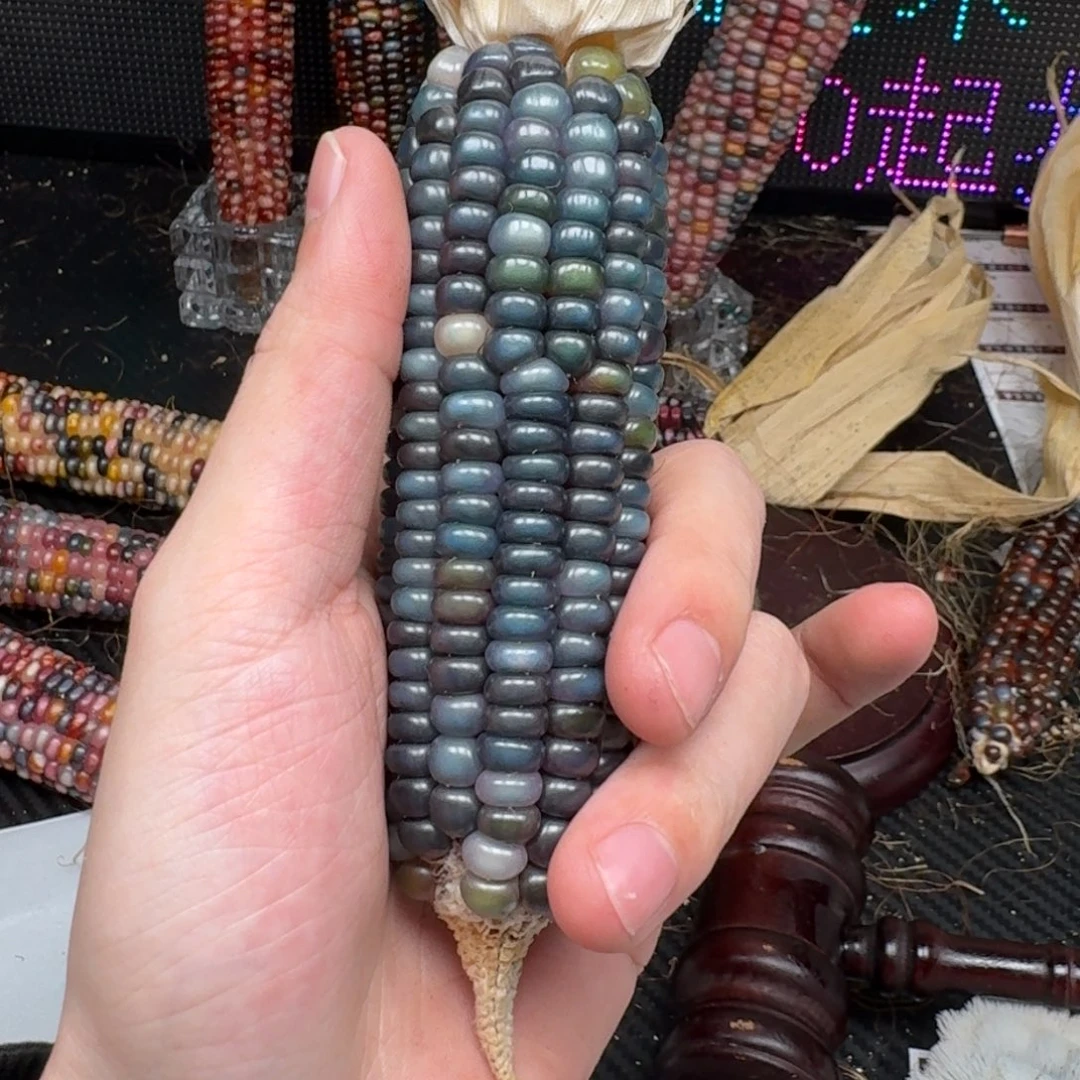 柏香籽/百香籽吊坠小**乖