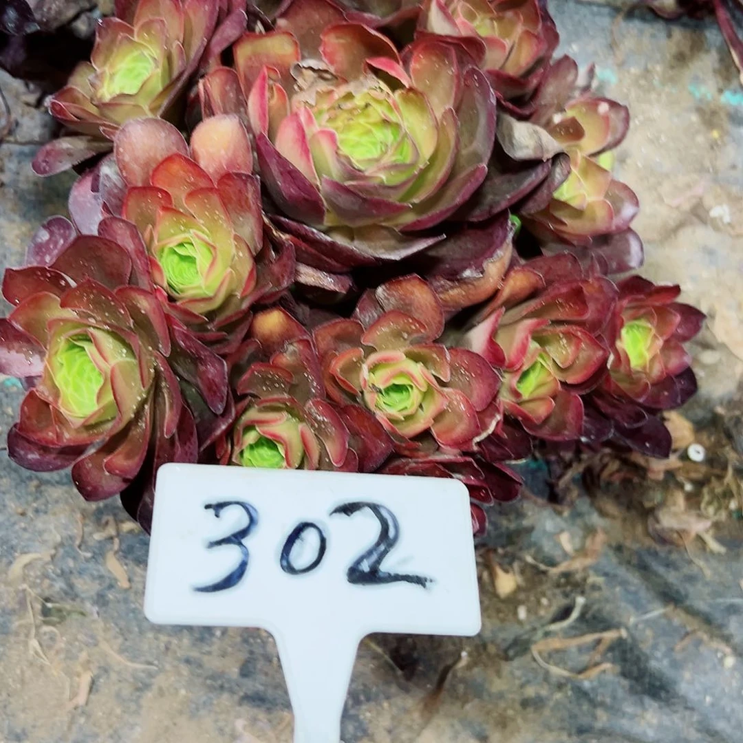 多肉植物梅金法师