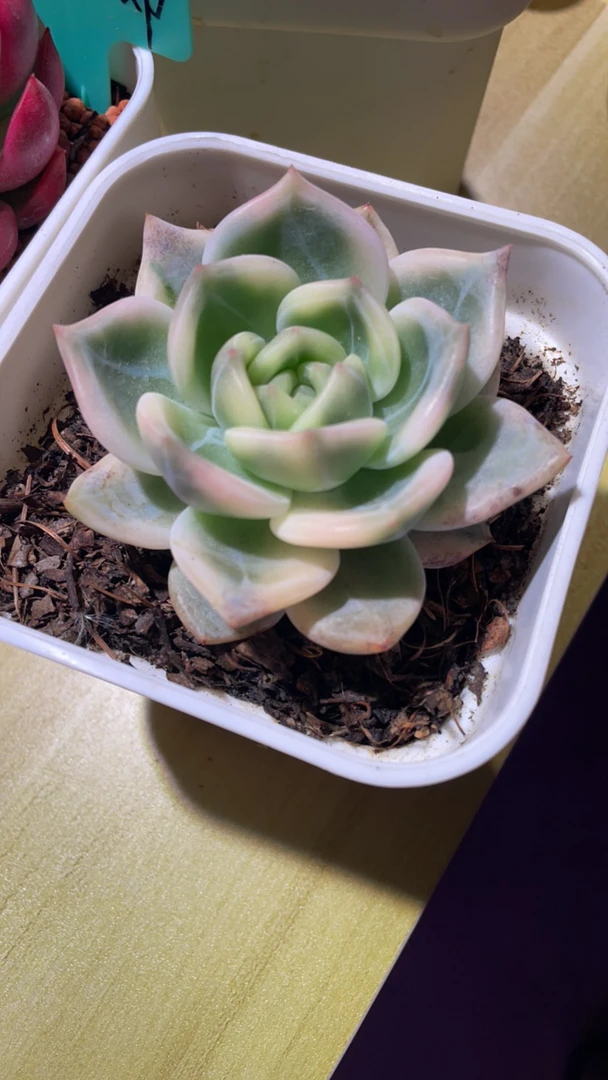 伊丽莎白多肉锦盆栽花卉