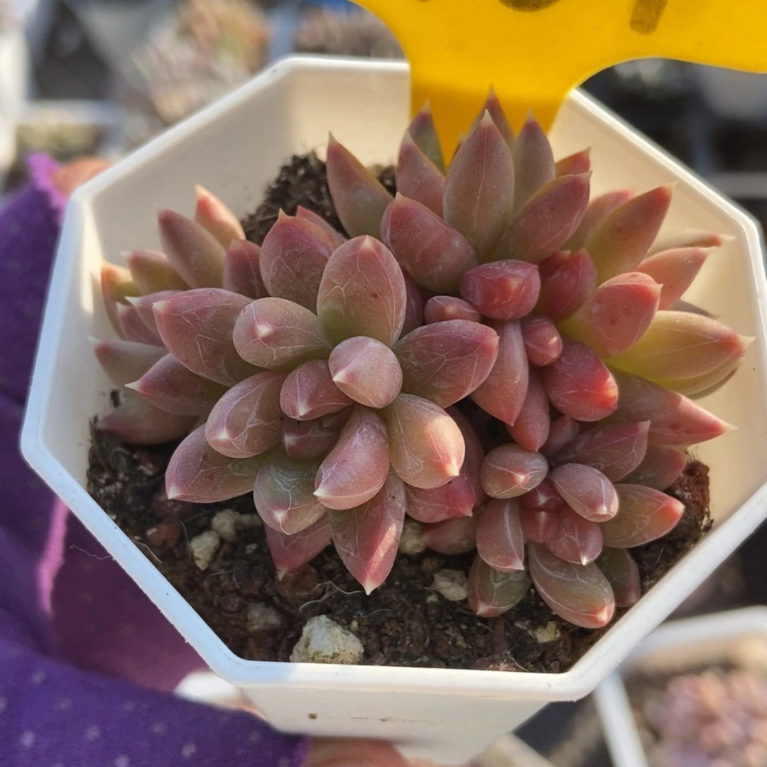 1101炫彩星多肉植物