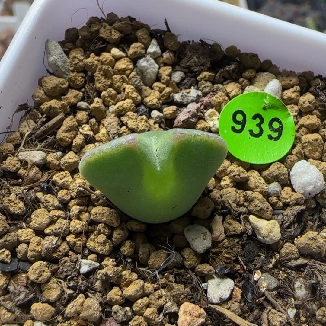 大眼睛空蝉1.7多肉植物939