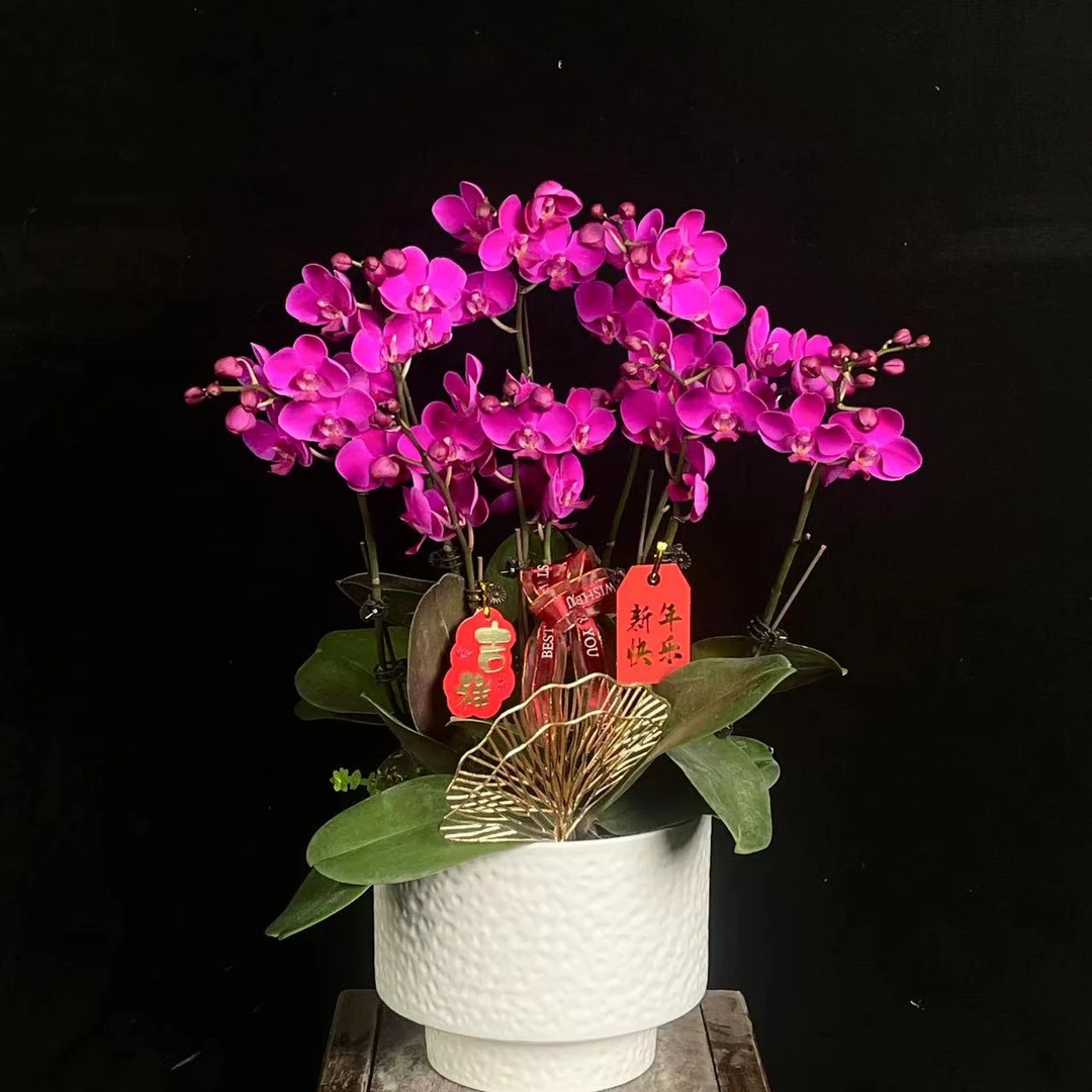 【满天红】室内蝴蝶兰花盆栽开花株 四季好养护绿植叶片