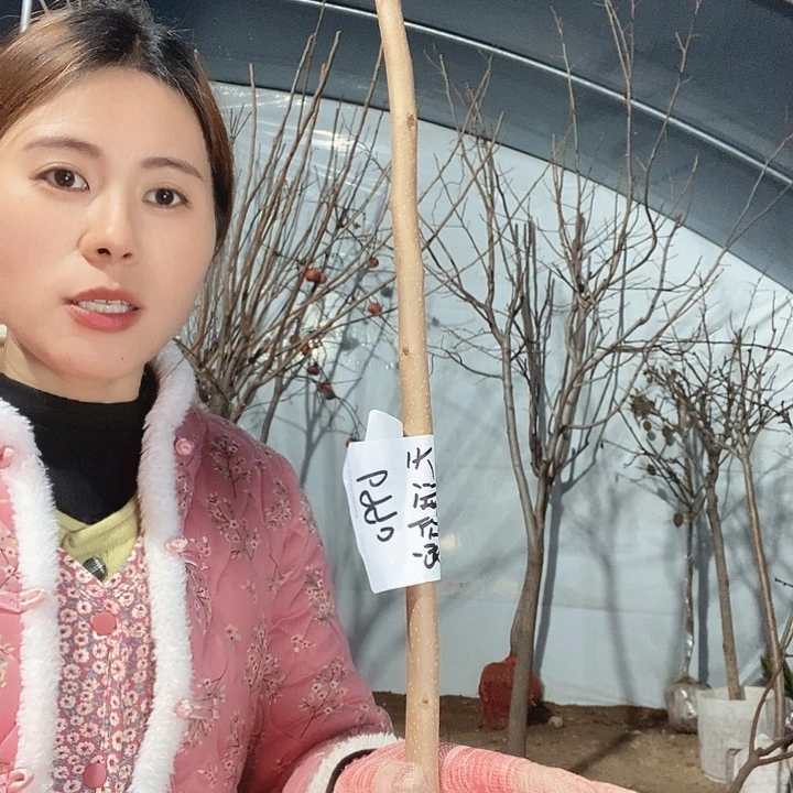 完全开放磨盘柿子苗