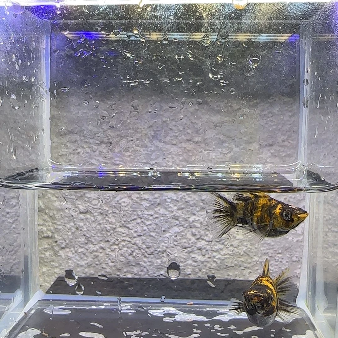 孔雀鱼小老虎燕尾