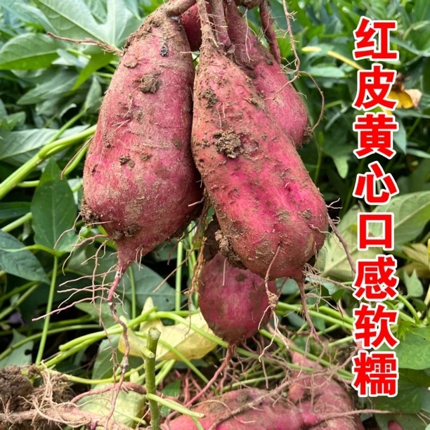 新鲜现挖江西宜春本地农村老品种土红薯红皮红心白皮粉皮农户自种