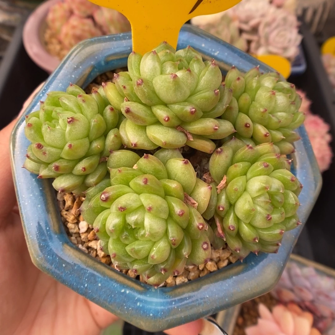 灯泡珍妮群生627号。