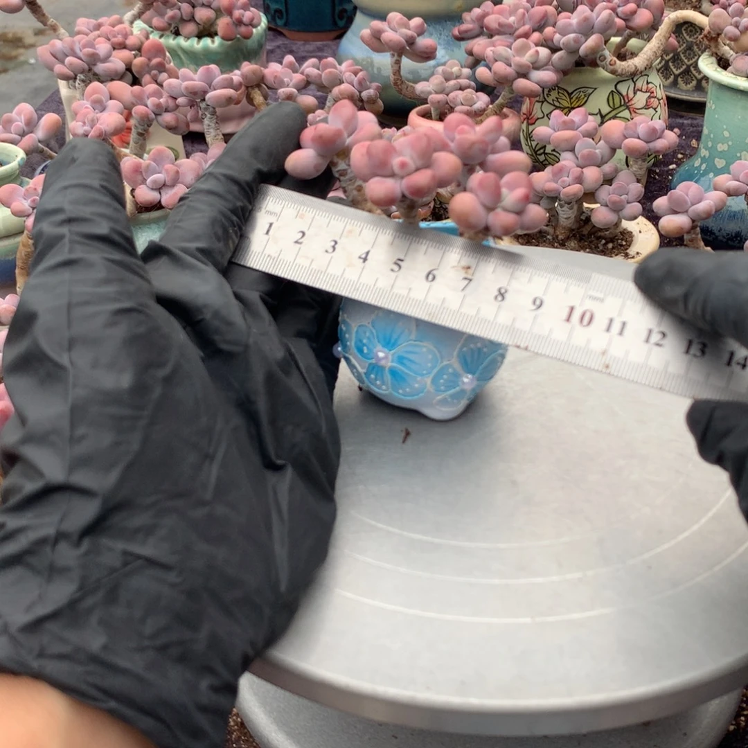 15号带盆偏远地区不包邮的