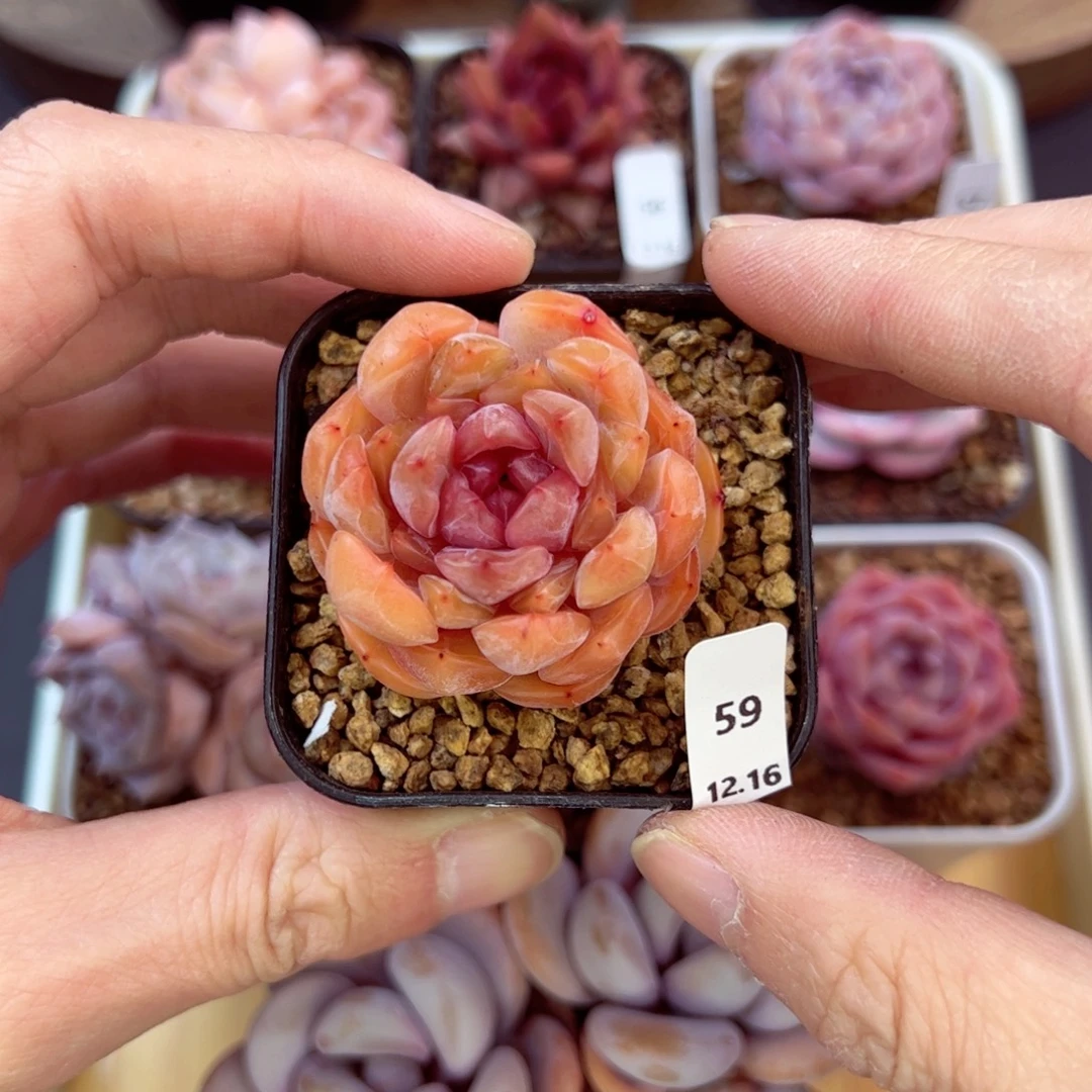 好好看59、哈哈哈哈