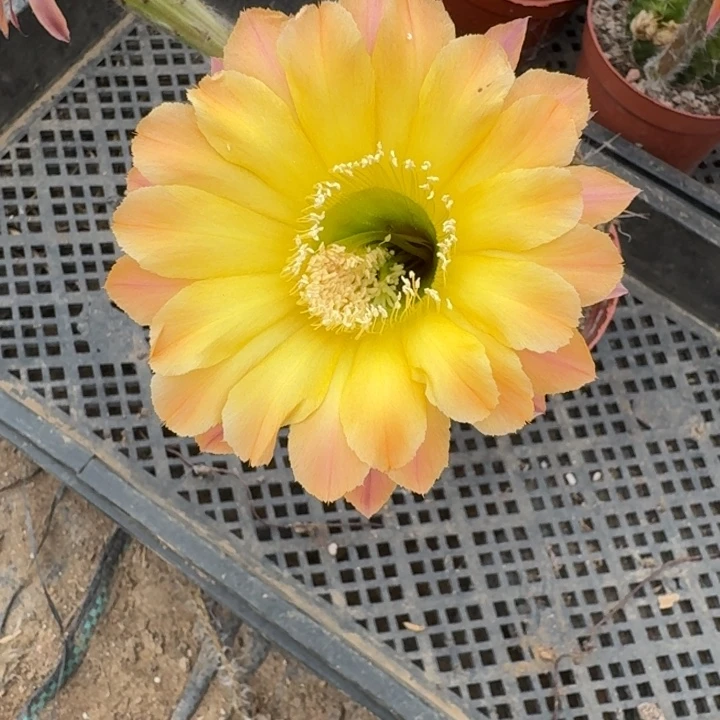 394实生彩草瘦脱土掰花斑