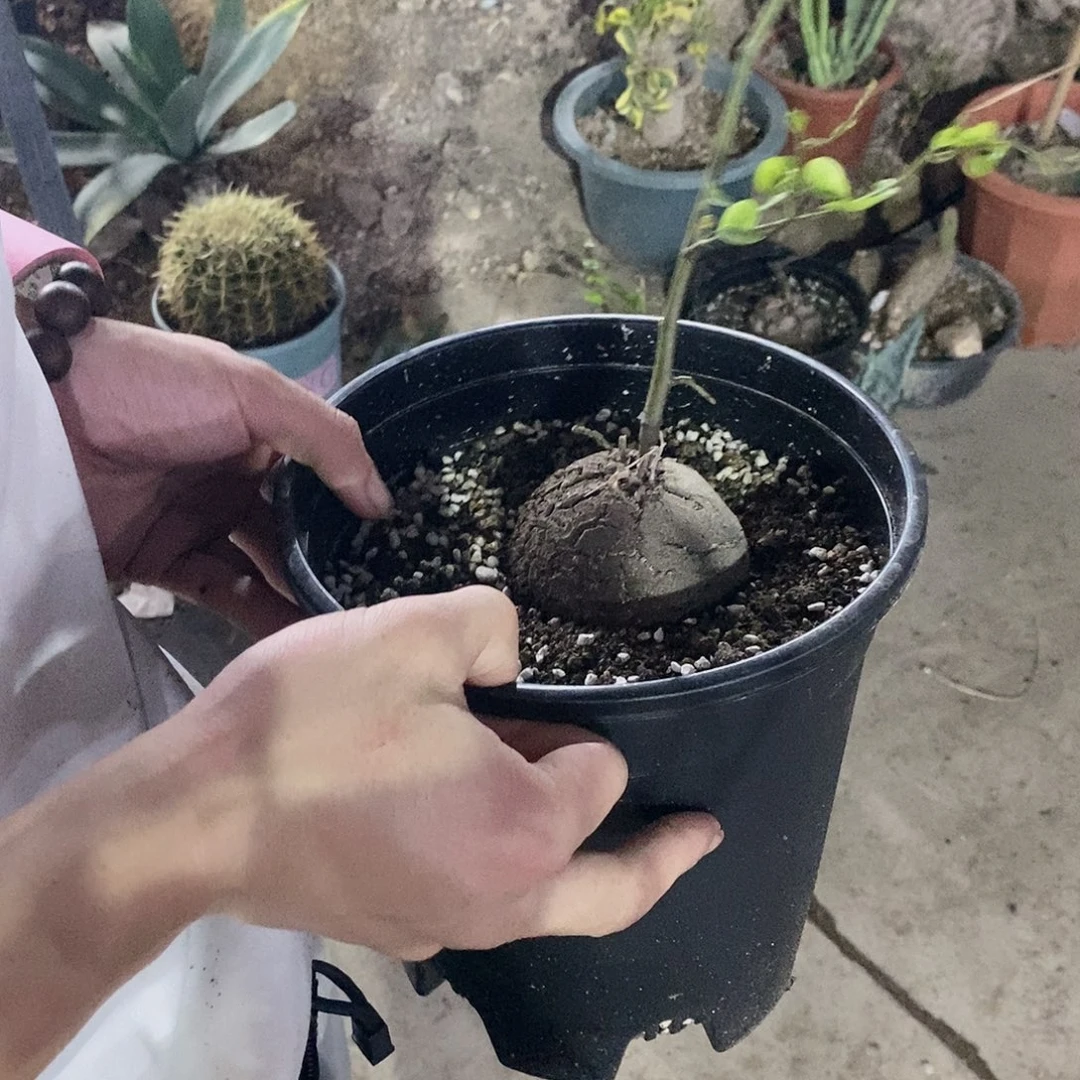 龟甲龙8公分左右111