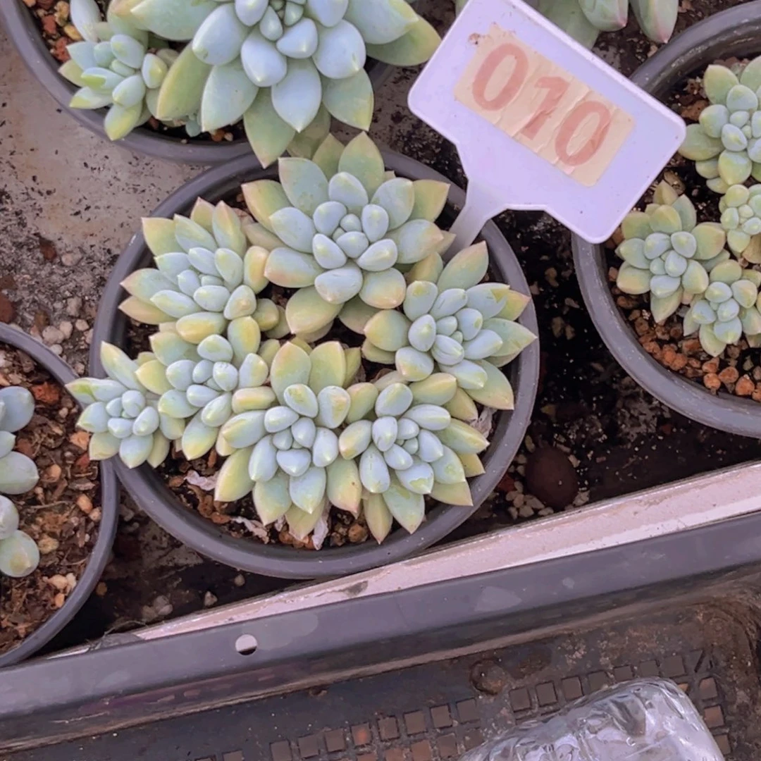 花*多肉植物奶糖群010