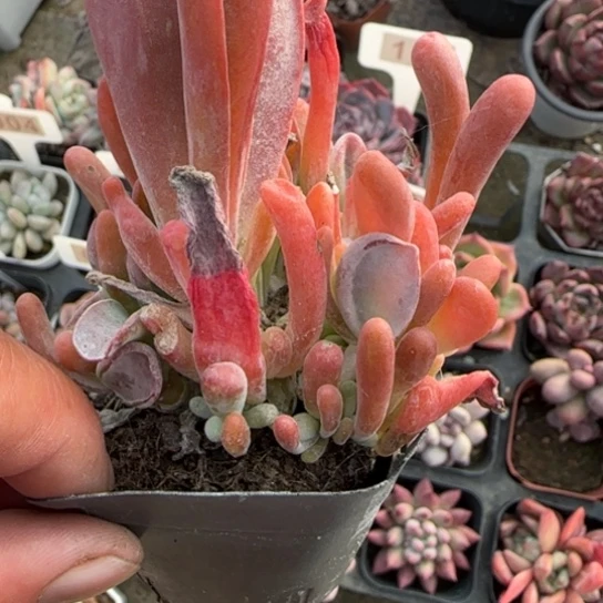 100火狐狸多肉植物多