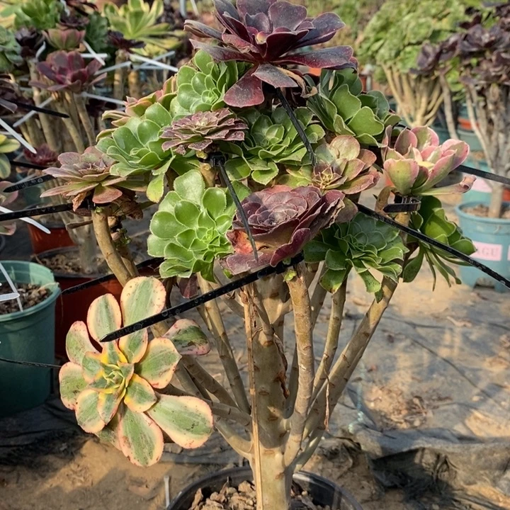 嫁接多肉植物19。