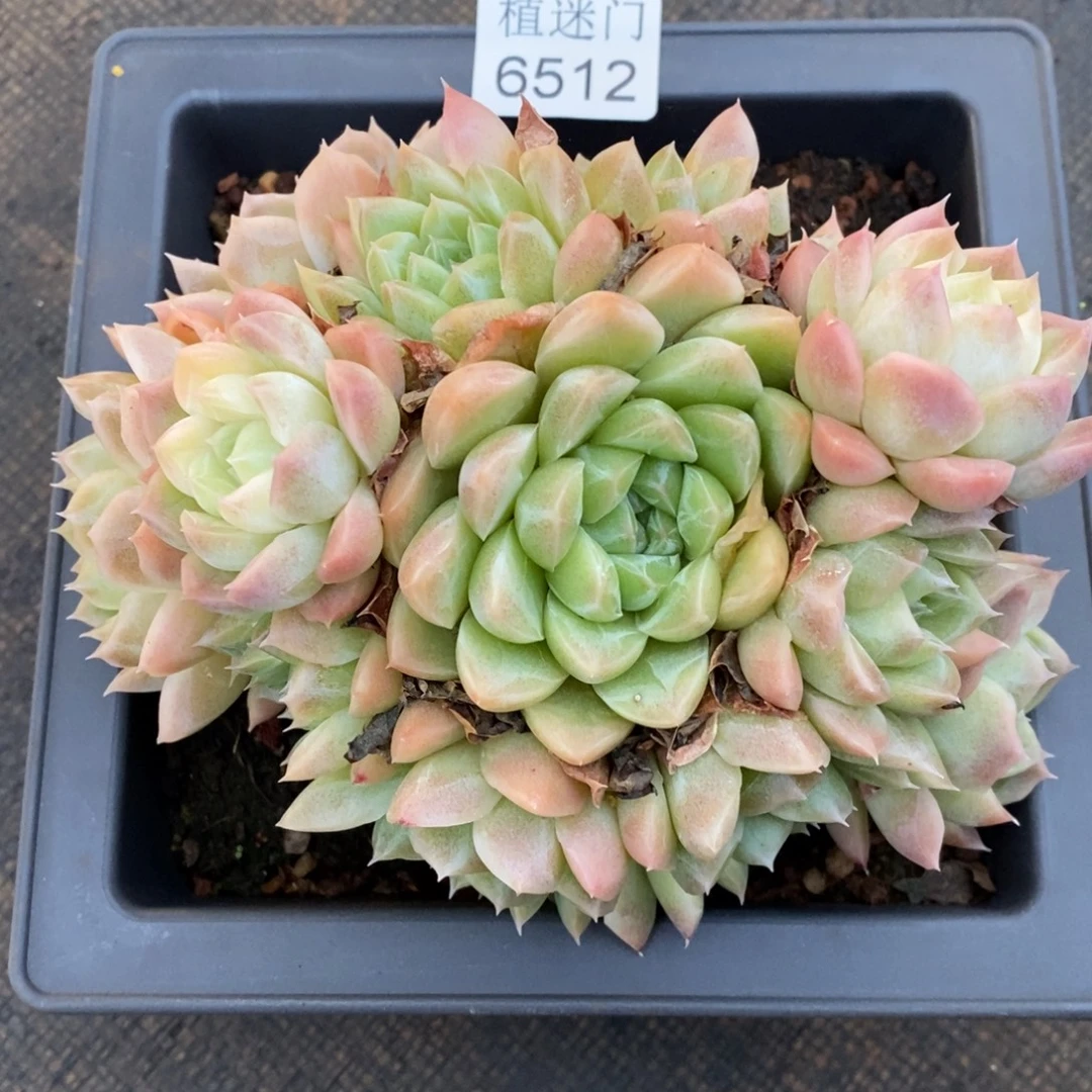 陈***糖杂交精品多肉6512~15厘米