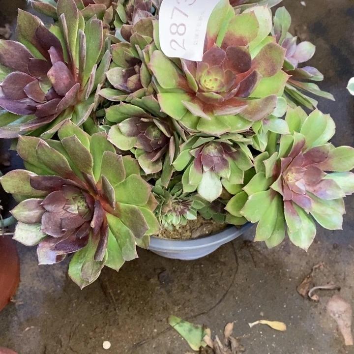 桃花石多肉断头不包2873