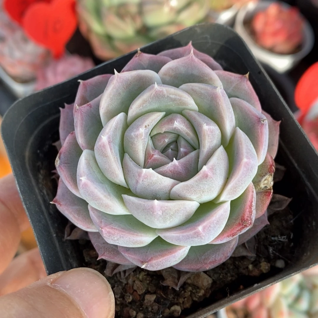 精品多肉一物一拍151