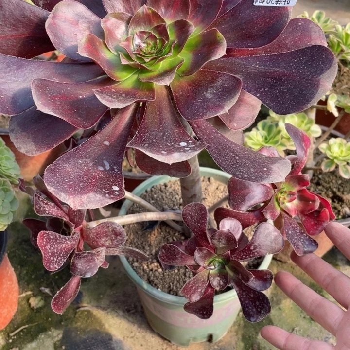 751巫毒七彩多肉123446779