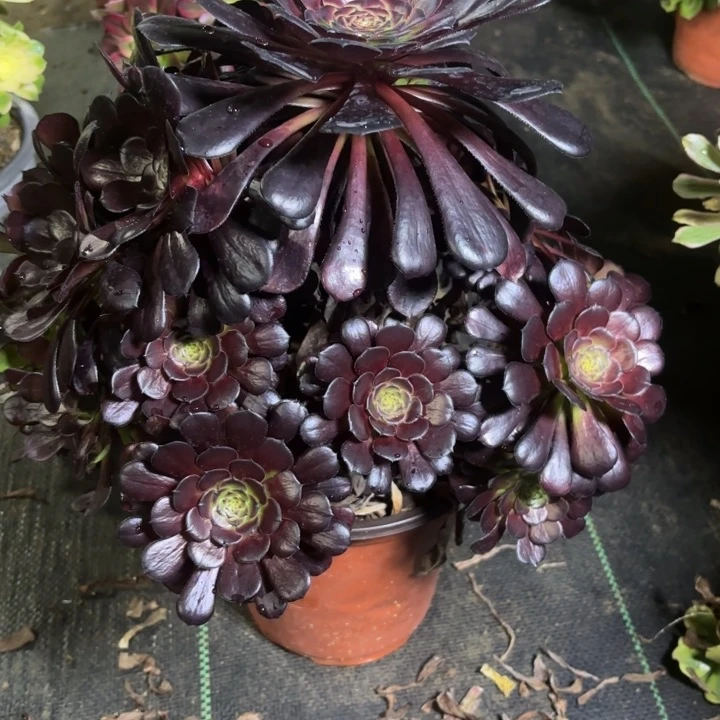 瑞妈一物一拍758