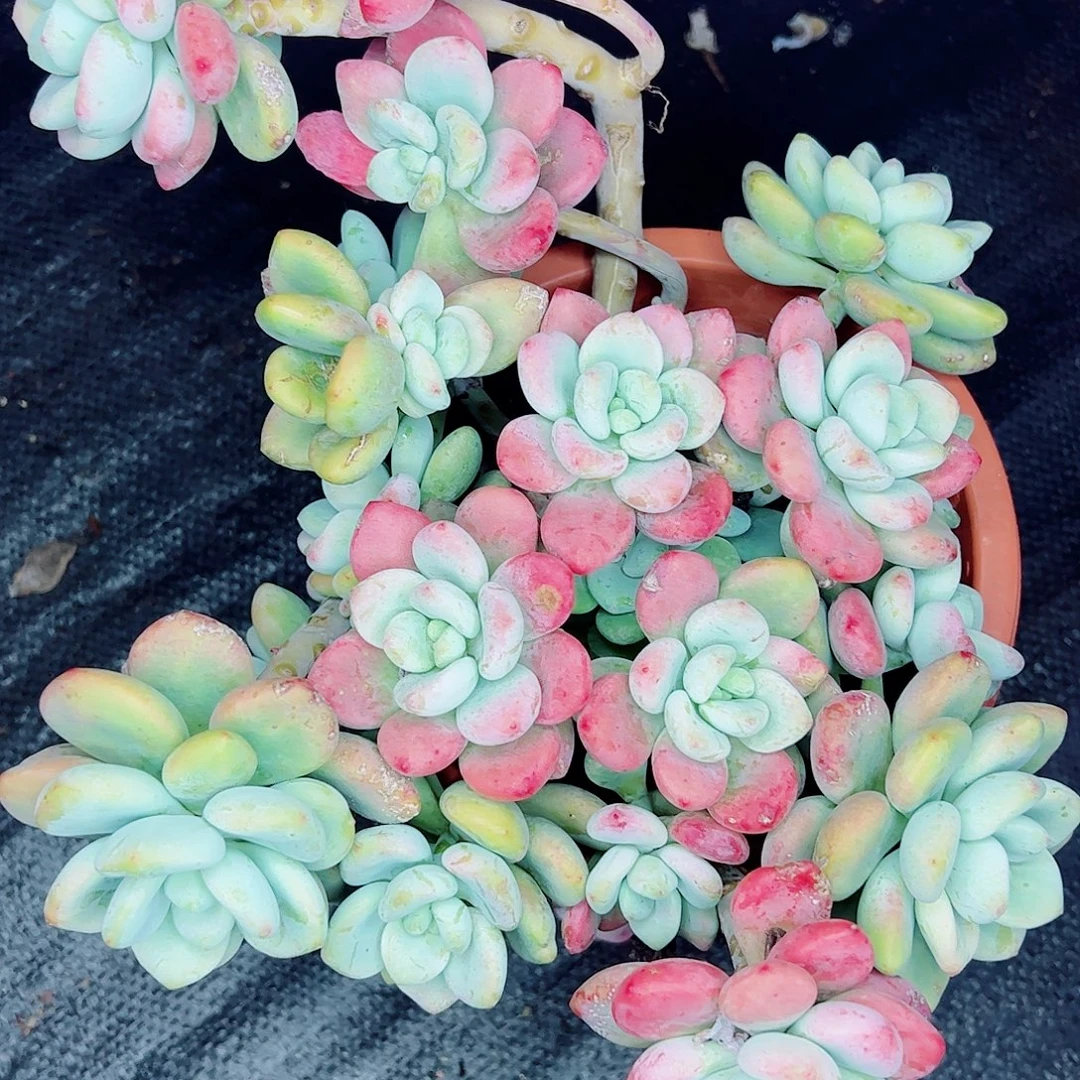 洛神群生一物一拍