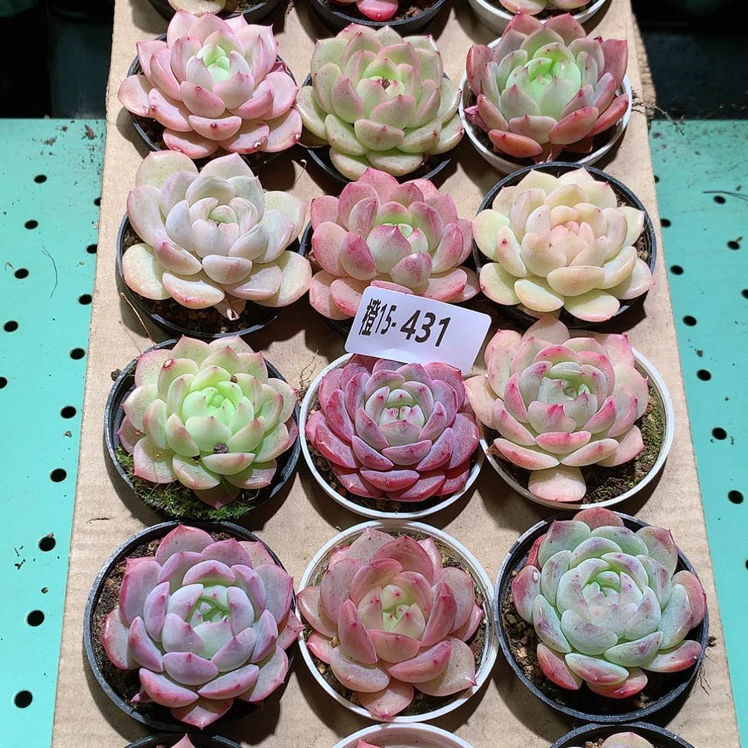 15-431一物一拍带盆18颗