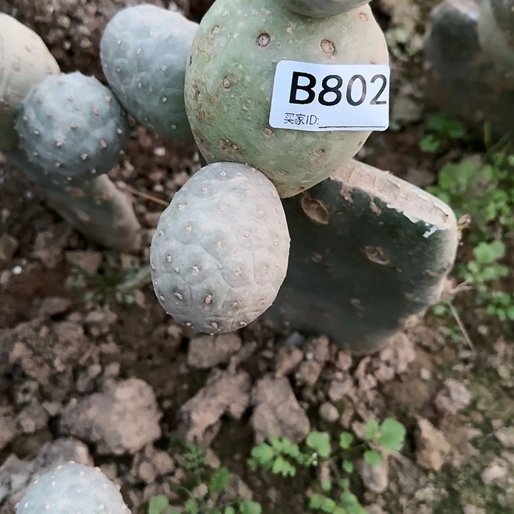 辉*嫁接无刺习802