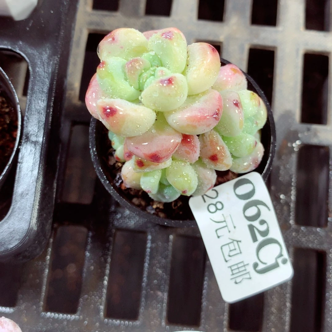 5厘米盆精控多肉062